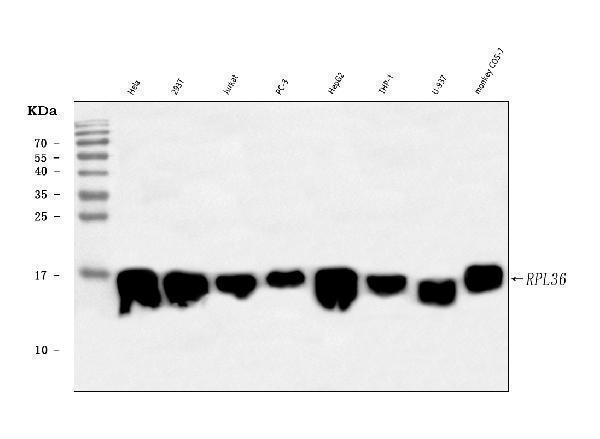 a08922 3 rpl36 primary antibodies wb testing 1