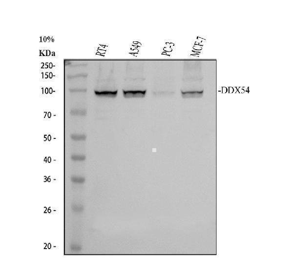 Western blot analysis of DDX54 using anti-DDX54 antibody (A08923-2)