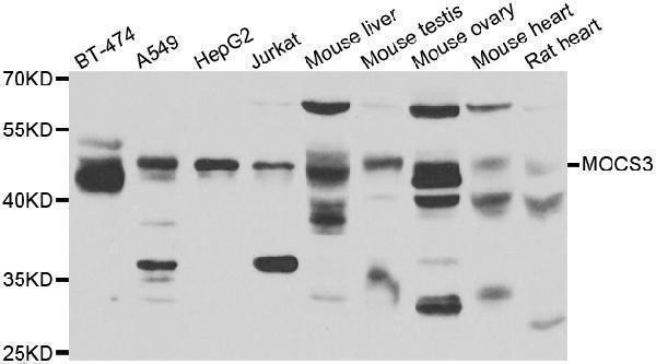 Western blot analysis of extracts of various cell lines, using MOCS3 antibody