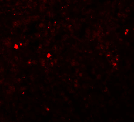 Immunofluorescence of ZIP13 in human spleen tissue with ZIP13 antibody at 20 μg/mL