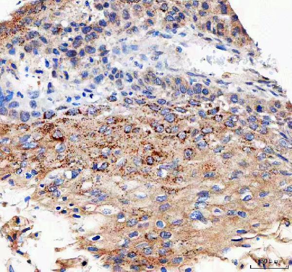 a08931 2 ift74 primary antibodies ihc testing 2