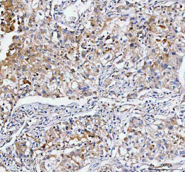 a08931 2 ift74 primary antibodies ihc testing 3