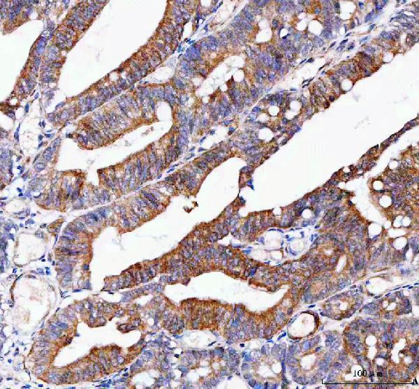 a08931 2 ift74 primary antibodies ihc testing 4
