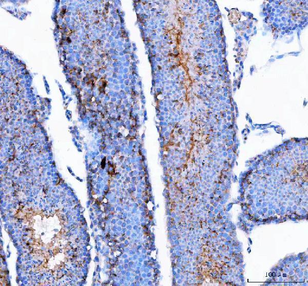 a08931 2 ift74 primary antibodies ihc testing 5