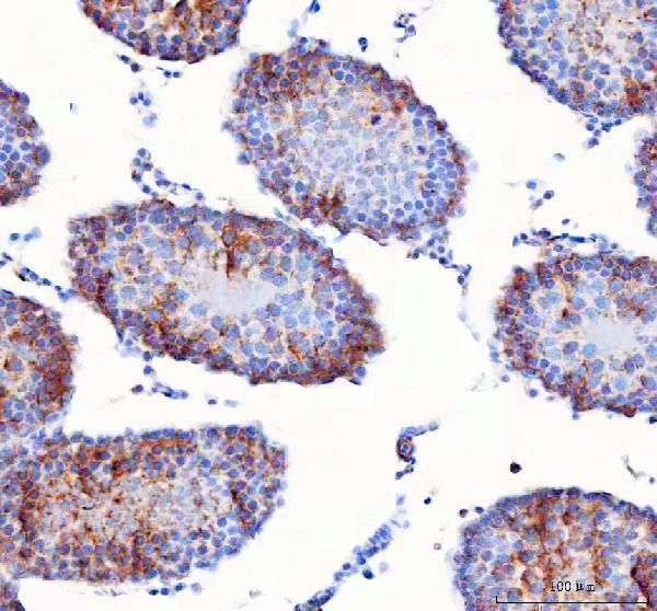 a08931 2 ift74 primary antibodies ihc testing 6