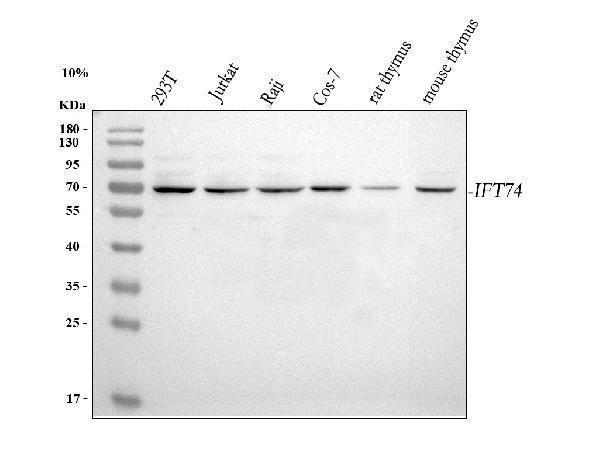 a08931 2 ift74 primary antibodies wb testing 1