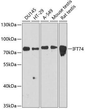 a08931 ift74 primary antiboties wb testing 1