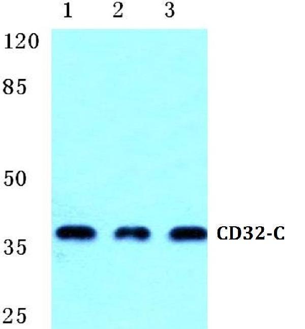 a08933 fcgr2c primary antiboties wb testing 1