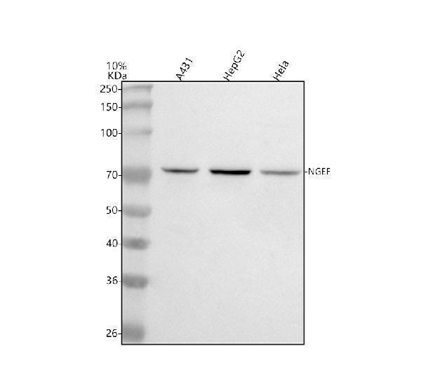 a08935 1 ngef primary antibodies wb testing 1