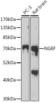 a08935 ngef primary antiboties wb testing 1
