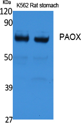 a08936 paox primary antibodies wb testing 1