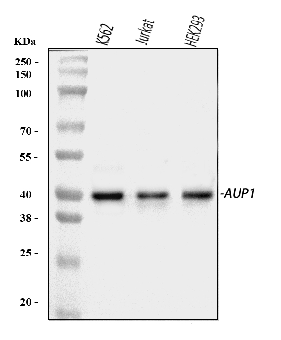 a08937 1 aup1 primary antibodies wb testing 1