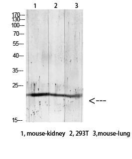 a08939 grem2 primary antibodies wb testing 2