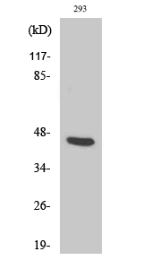 a08940 1 psmd11 primary antibodyes wb testing 1