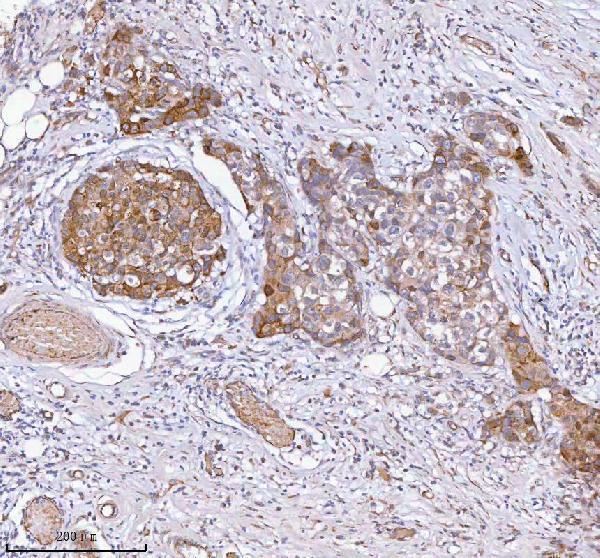  IHC analysis of HAGH using anti-HAGH antibody (A08943-1)