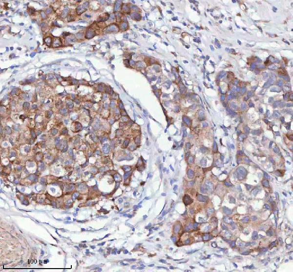  IHC analysis of HAGH using anti-HAGH antibody (A08943-1)