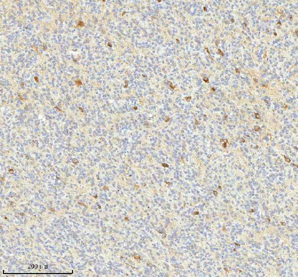 a08943 1 hagh primary antibodies ihc testing 6