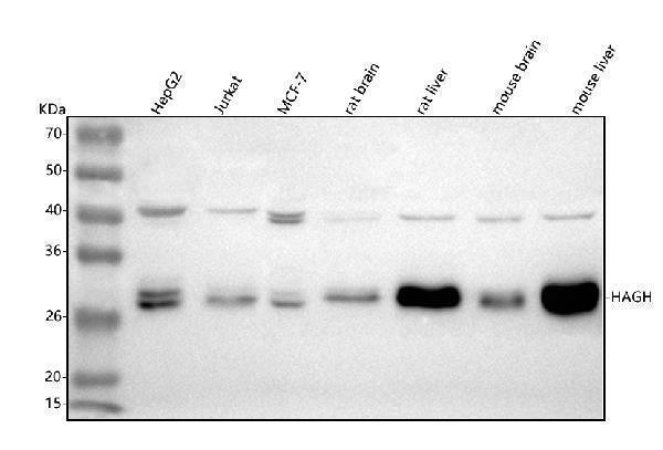  Western blot analysis of HAGH using anti-HAGH antibody (A08943-1)