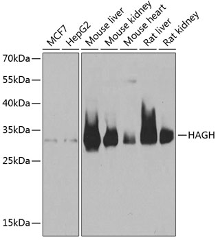 Western blot analysis of extracts of various cell lines, using HAGH antibody  at 1:1000 dilution