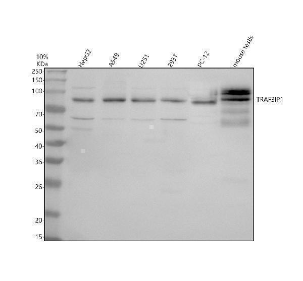 Western blot analysis of TRAF3IP1 using anti-TRAF3IP1 antibody (A08944-2)