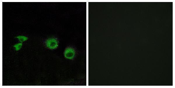 a08944t3 traf3ip1 primary antibodies if testing 1