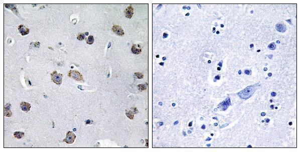 a08944t3 traf3ip1 primary antibodies ihc testing 2