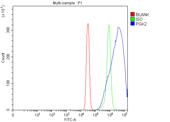  Flow Cytometry analysis of SiHa cells using anti-PGK2 antibody (A08946)