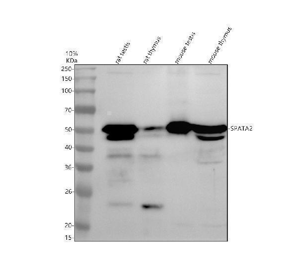 a08949 1 spata2 primary antibodies wb testing 1