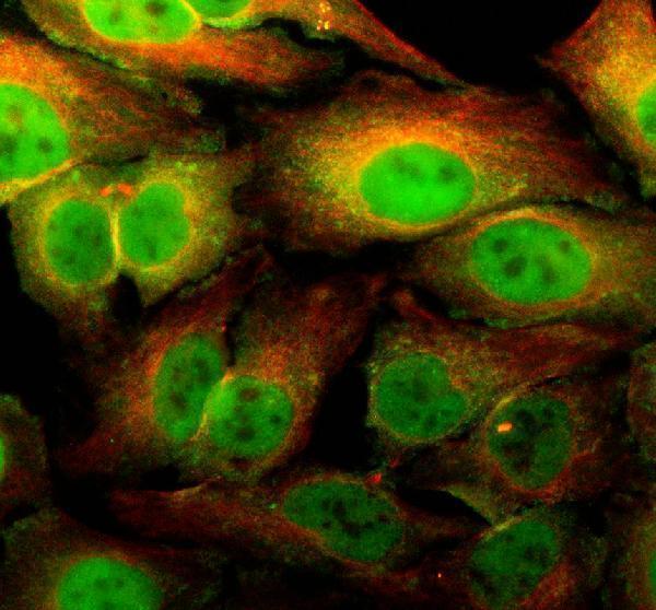 a08950 1 dcaf6 primary antibodies if testing 1