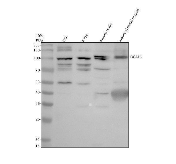 a08950 1 dcaf6 primary antibodies wb testing 1