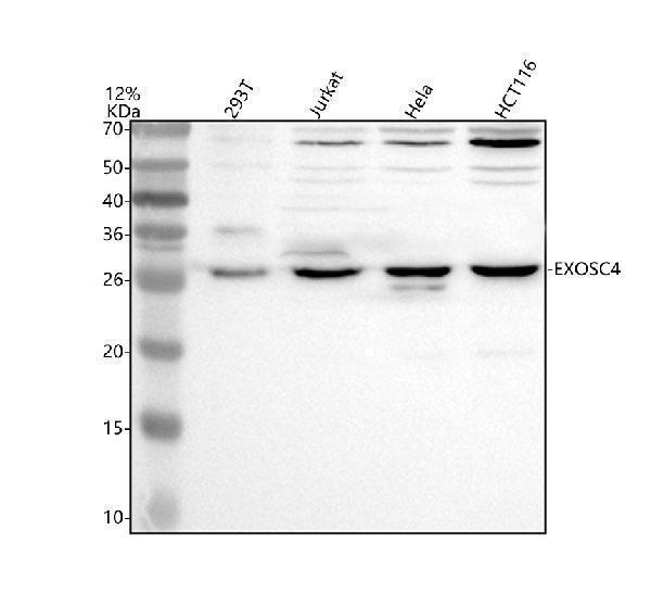 Western blot analysis of EXOSC4 using anti-EXOSC4 antibody (A08953-1)