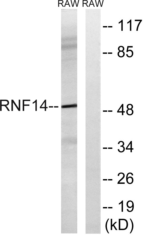 Western blot analysis of lysates from RAW264