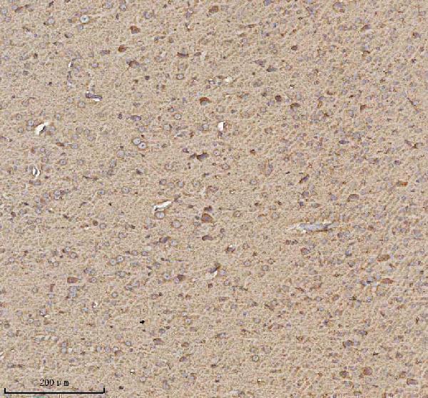 a08957 trim2 primary antibodies ihc testing 4