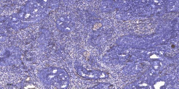 a08958 scml2 primary antibodies ihc testing 1