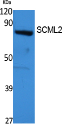a08958 scml2 primary antibodies wb testing 2