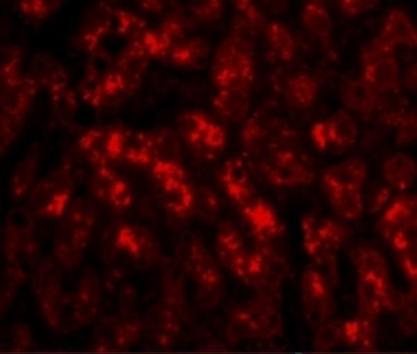a08960 trex2 primary antibodies if testing 3