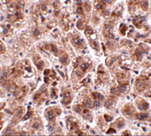 a08960 trex2 primary antibodies ihc testing 2