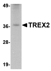 a08960 trex2 primary antibodies wb testing 1