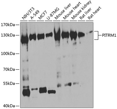 a08969 pitrm1 primary antiboties wb testing 1