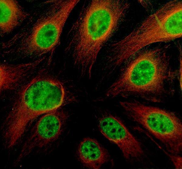 IF analysis of TRIM11 using anti-TRIM11 antibody (A08971-2) and anti-Alpha Tubulin antibody (M03989-3)