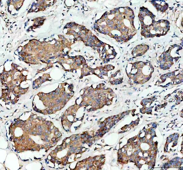 a08974 1 lias primary antibodies ihc testing 2