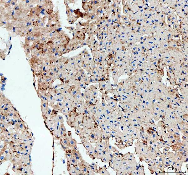 a08974 1 lias primary antibodies ihc testing 4