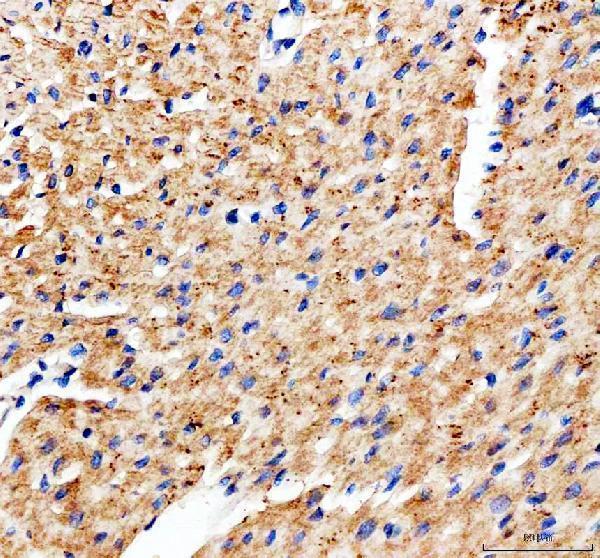 a08974 1 lias primary antibodies ihc testing 5