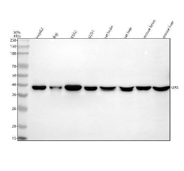 a08974 1 lias primary antibodies wb testing 1