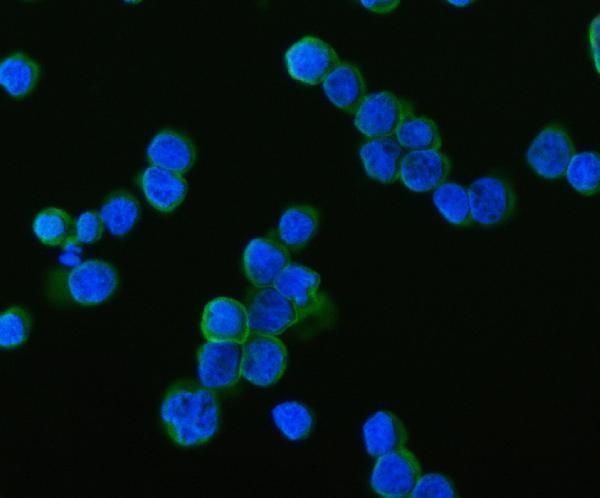 a08977 2 samsn1 primary antibodies if testing 5