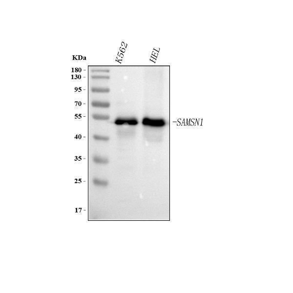  Western blot analysis of SAMSN1 using anti-SAMSN1 antibody (A08977-2)