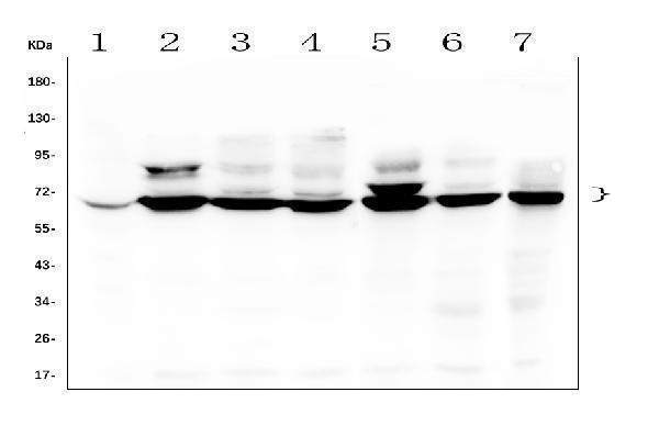 a08978 tdrd3 primary antibodies wb testing 1