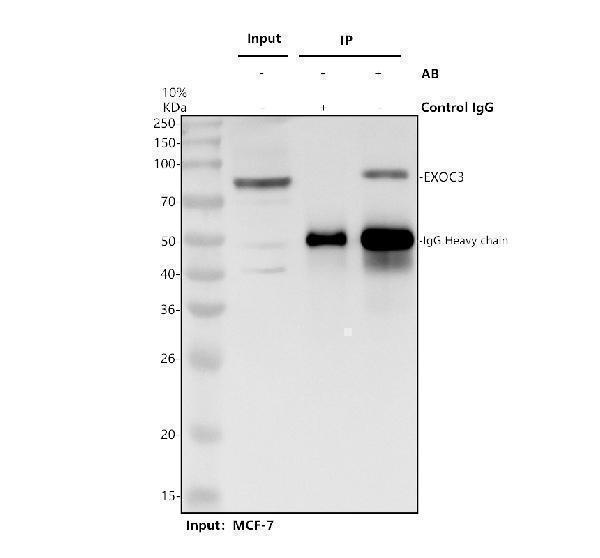 a08984 exoc3 primary antibodies ip testing 1