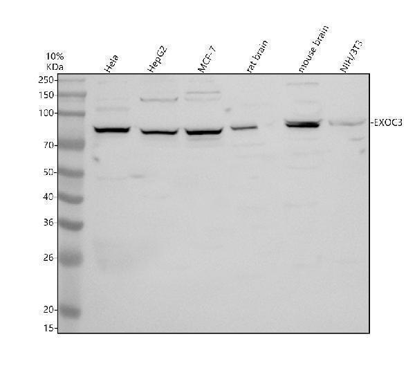 a08984 exoc3 primary antibodies wb testing 1