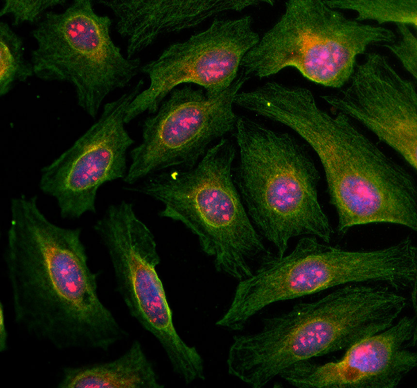 a08985 1 sgf29 primary antibodies if testing 1